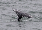 Gray whale fluke in close at Depoe Bay.